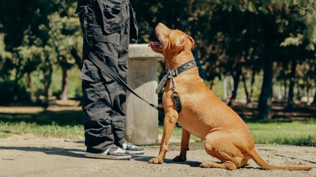 Devenir maître-chien dans la sécurité privée