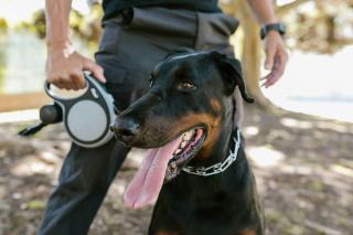 Formation cynophile sécurité : devenir maître-chien